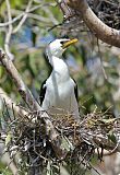 Little Pied Cormorantborder=